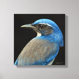 Western Scrub Jay Leinwanddruck