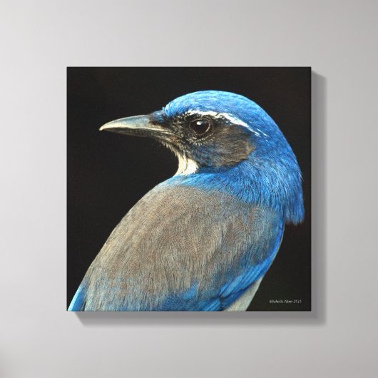 Western Scrub Jay Leinwanddruck (Vorderseite)