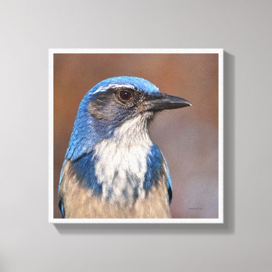 Western Scrub Jay Leinwanddruck (Vorderseite)