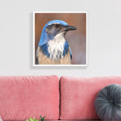 Western Scrub Jay Leinwanddruck (Insitu (Wohnzimmer))