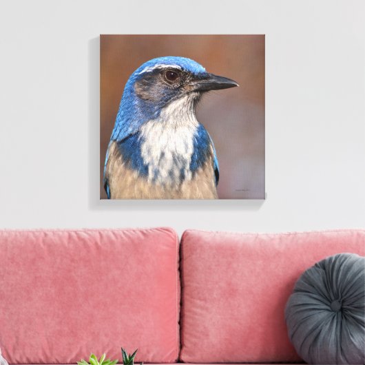 Western Scrub Jay Leinwanddruck (Insitu (Wohnzimmer))
