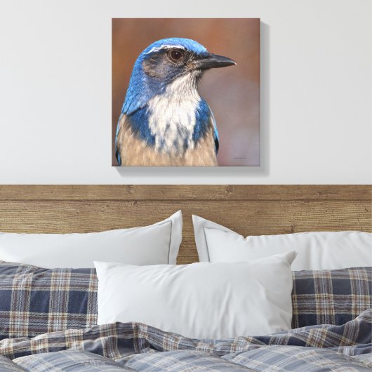 Western Scrub Jay Leinwanddruck (Insitu (Schlafzimmer))