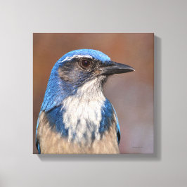 Western Scrub Jay Leinwanddruck