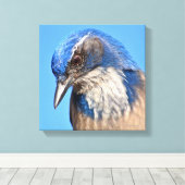 Western Scrub Jay Leinwanddruck (Insitu (Holzboden))