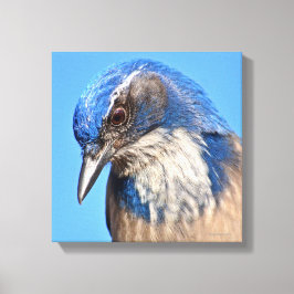 Western Scrub Jay Leinwanddruck
