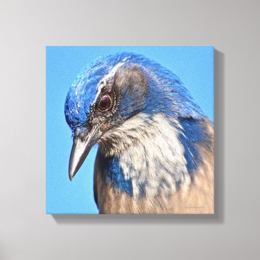 Western Scrub Jay Leinwanddruck (Vorderseite)