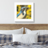 Western Scrub Jay Leinwanddruck (Insitu (Schlafzimmer))