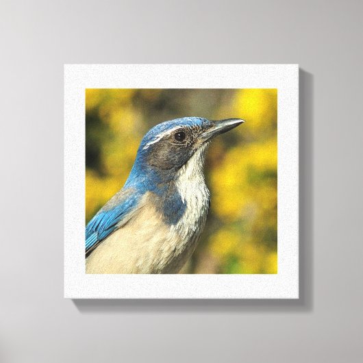 Western Scrub Jay Leinwanddruck (Vorderseite)