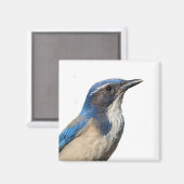 Western Scrub Jay Magnet (Vorderseite/Rückseite)