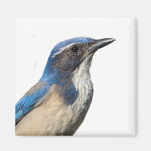 Western Scrub Jay Magnet