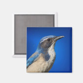 Western Scrub Jay Magnet (Vorderseite/Rückseite)