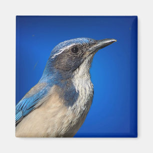 Western Scrub Jay Magnet