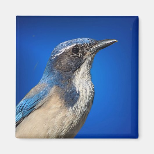 Western Scrub Jay Magnet (Vorne)