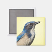 Western Scrub Jay Magnet (Vorderseite/Rückseite)