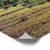 Western Sorrel Poster (Ecke)