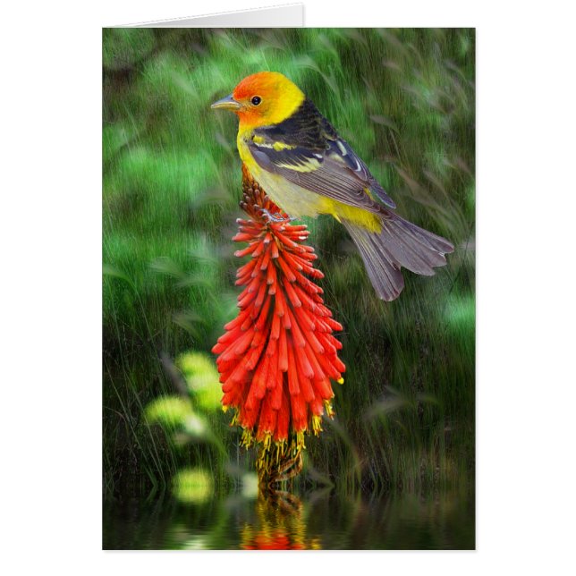 Western Tanager (Vorne)