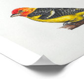 Western Tanager Art Print Poster (Ecke)