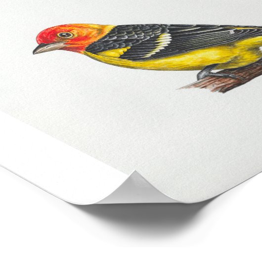 Western Tanager Art Print Poster (Ecke)