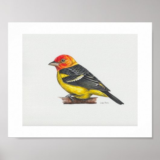 Western Tanager Art Print Poster (Vorne)