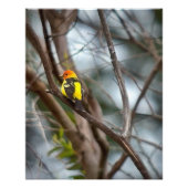 Western Tanager Fotodruck (Vorne)