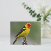 Western Tanager Fotograf Postkarte (Stehend Vorderseite)