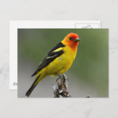 Western Tanager Fotograf Postkarte (Vorne/Hinten)
