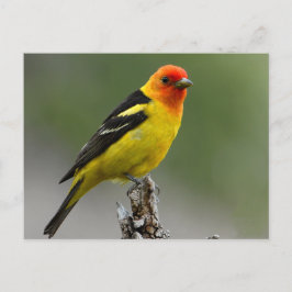 Western Tanager Fotograf Postkarte