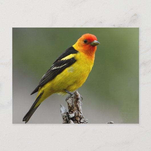 Western Tanager Fotograf Postkarte (Vorderseite)