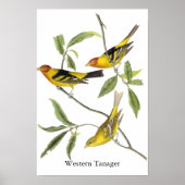 Western Tanager - John James Audubon Poster (Vorne)
