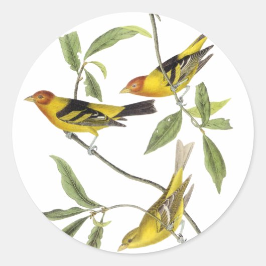 Western Tanager - John James Audubon Runder Aufkleber (Vorderseite)