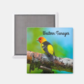 Western Tanager Magnet (Vorderseite/Rückseite)