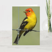 Western Tanager Notecard Karte (Vorderseite)