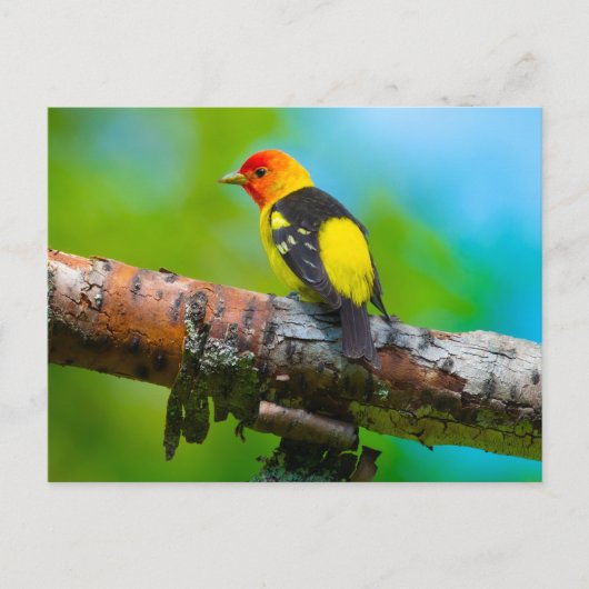 Western Tanager Postcard Postkarte (Vorderseite)