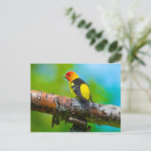 Western Tanager Postcard Postkarte (Stehend Vorderseite)