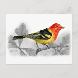 Western Tanager Postkarte