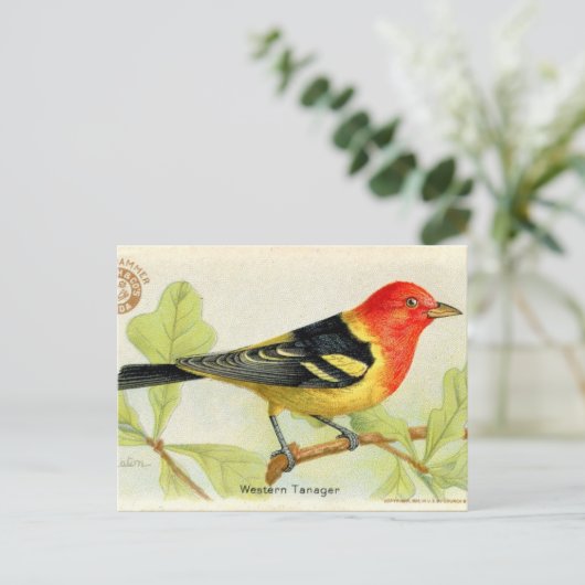 Western Tanager Postkarte (Stehend Vorderseite)