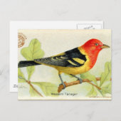 Western Tanager Postkarte (Vorne/Hinten)