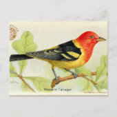Western Tanager Postkarte (Vorderseite)