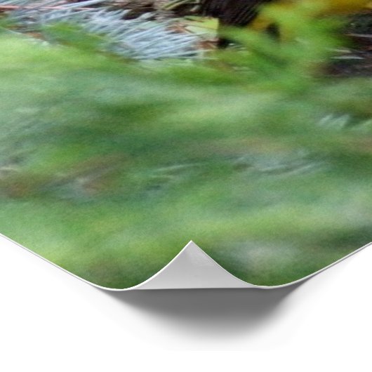 Western Tanager Print Poster (Ecke)