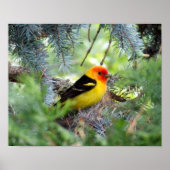 Western Tanager Print Poster (Vorne)