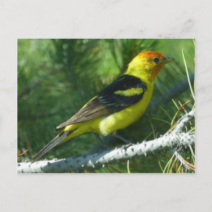 Western Tanager Vogel nahe Sicht Postkarte