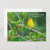 Western Tanager Yellow Bird Postkarte (Vorne/Hinten)