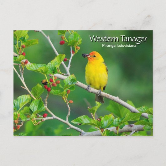 Western Tanager Yellow Bird Postkarte (Vorderseite)