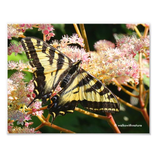 Western Tiger Frack Butterfly auf Rodgersia Fotodruck (Vorne)