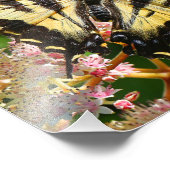 Western Tiger Frack Butterfly auf Rodgersia Fotodruck (Ecke)