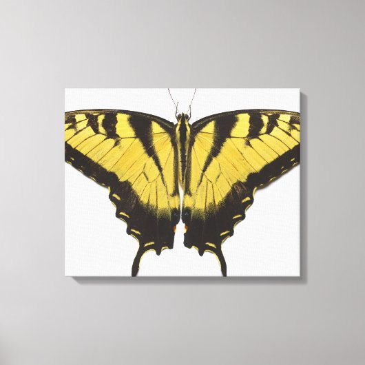 Western Tiger Frack Butterfly Leinwanddruck (Vorderseite)