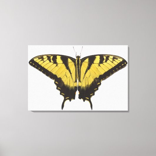 Western Tiger Frack Butterfly Leinwanddruck (Vorderseite)