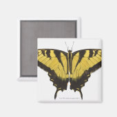 Western Tiger Frack Butterfly Magnet (Vorderseite/Rückseite)