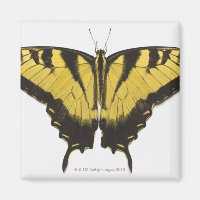 Western Tiger Frack Butterfly