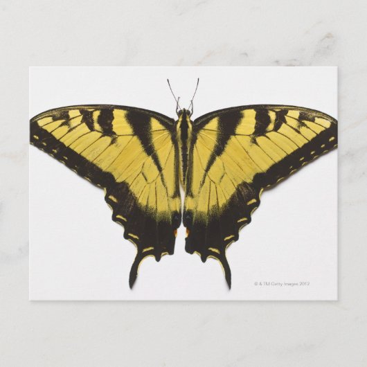 Western Tiger Frack Butterfly Postkarte (Vorderseite)